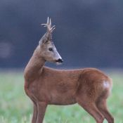 Roe Buck